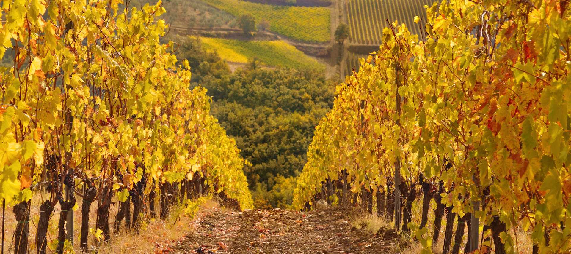 Teeter-Totter Winery