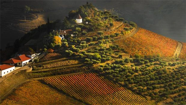 Vinha da Ponte Vineyard