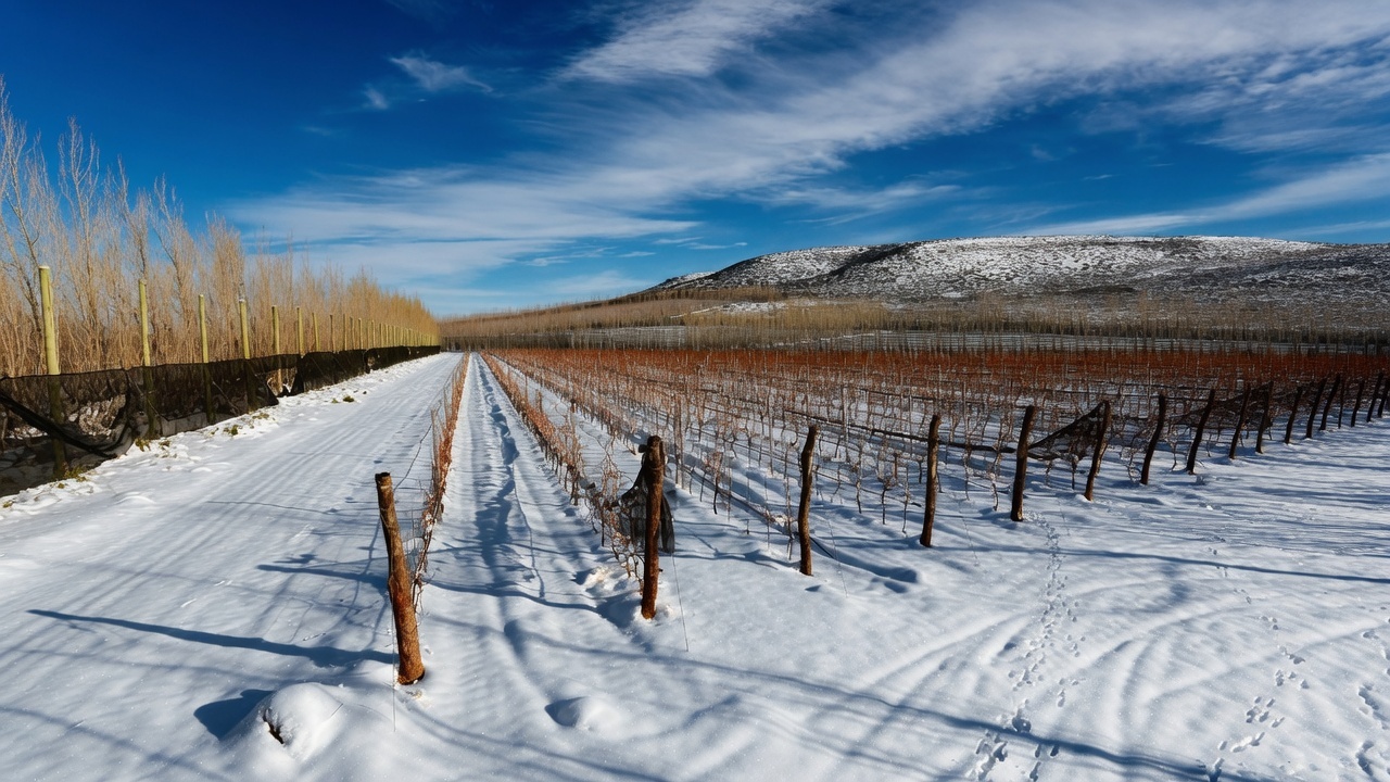 Otronia vineyards beneath the open Patagonian sky