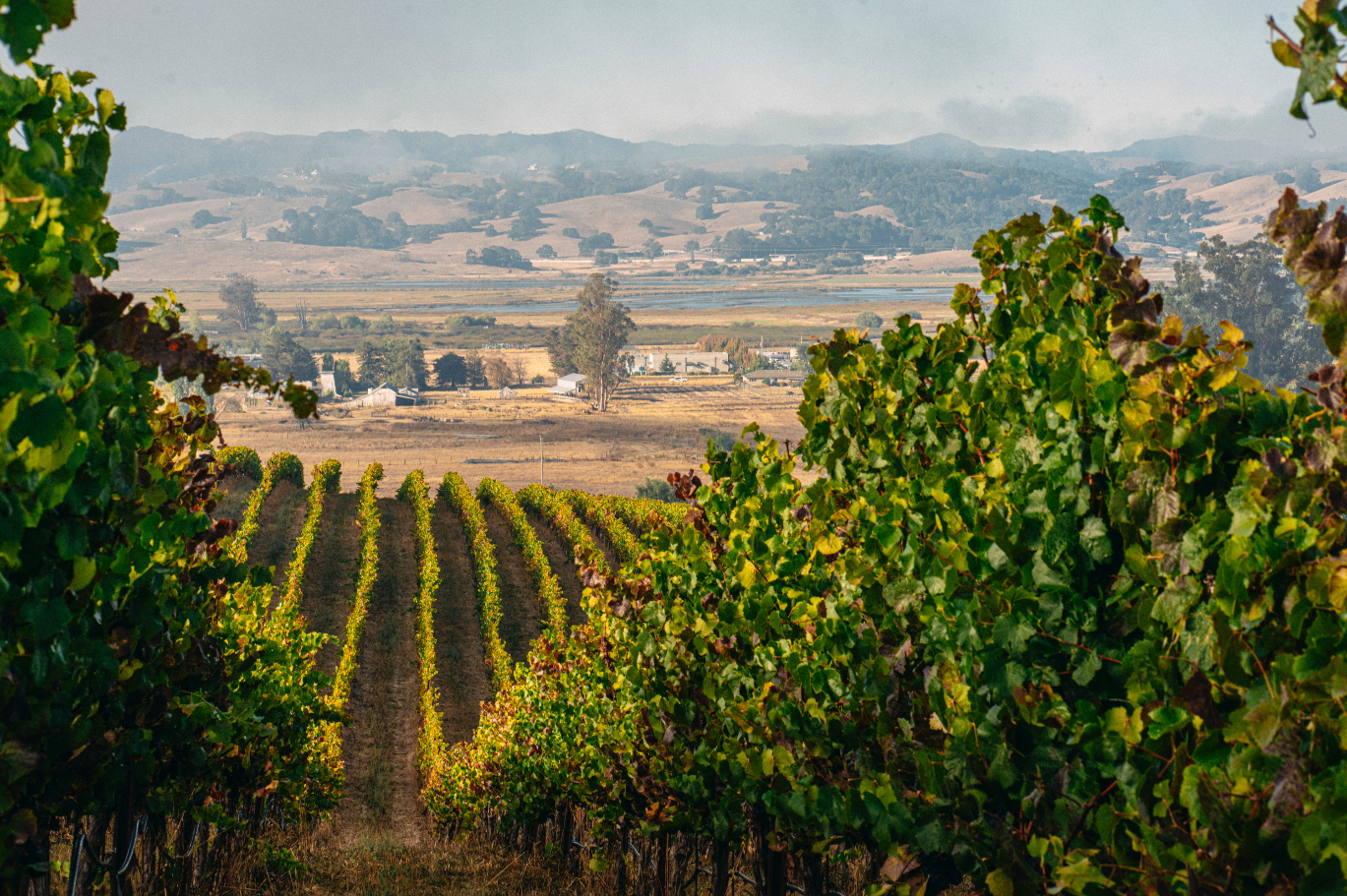 Waypoint Vineyards