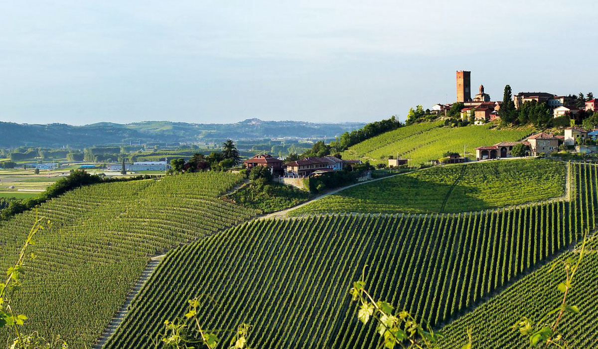 Gaja Cellar