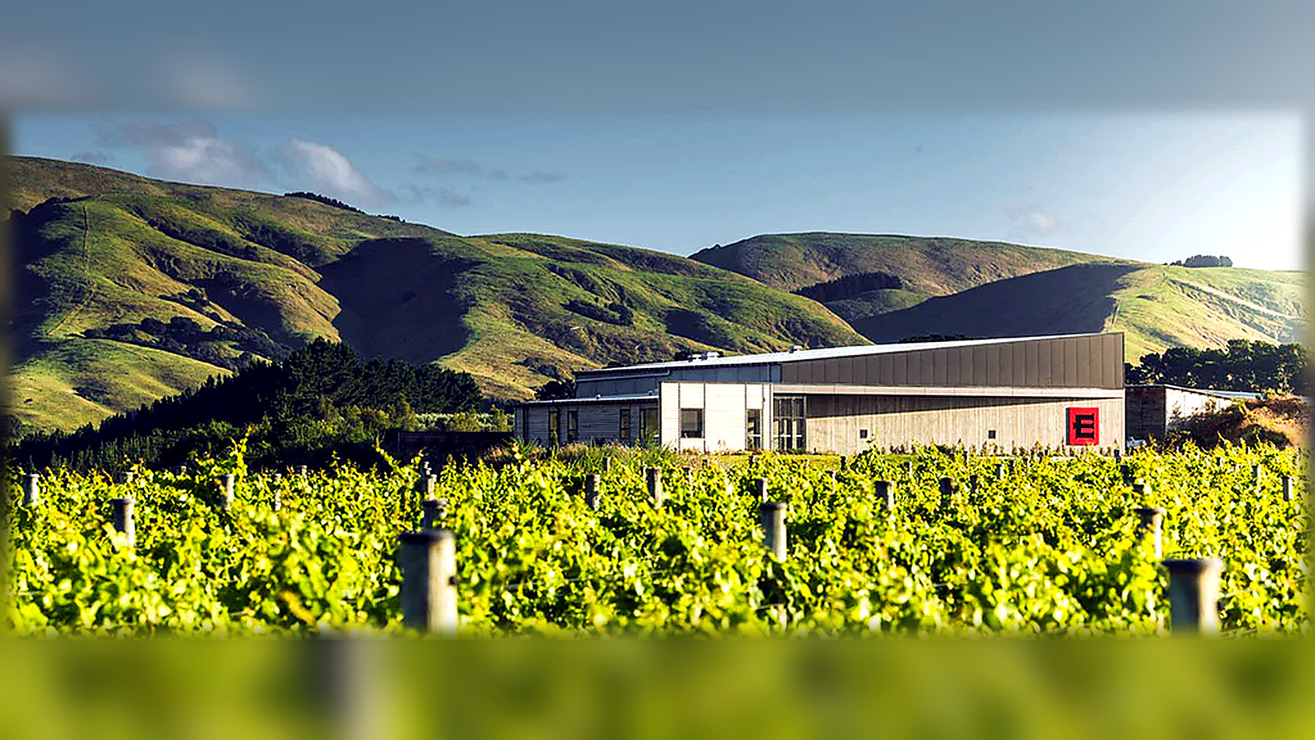 Escarpment vineyard hills in Martinborough