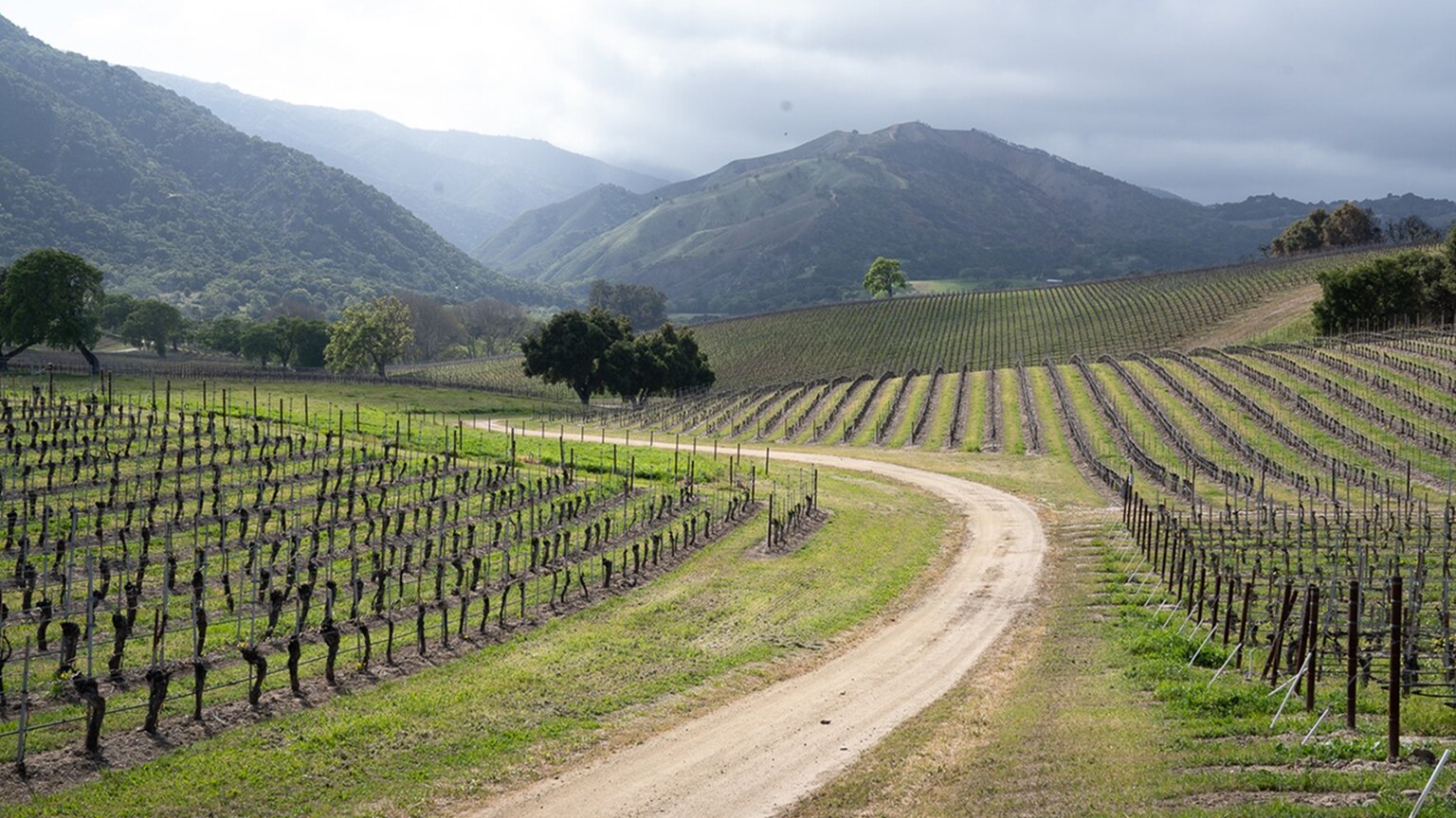 Vineyard rows curving through the hills of Carmel Valley