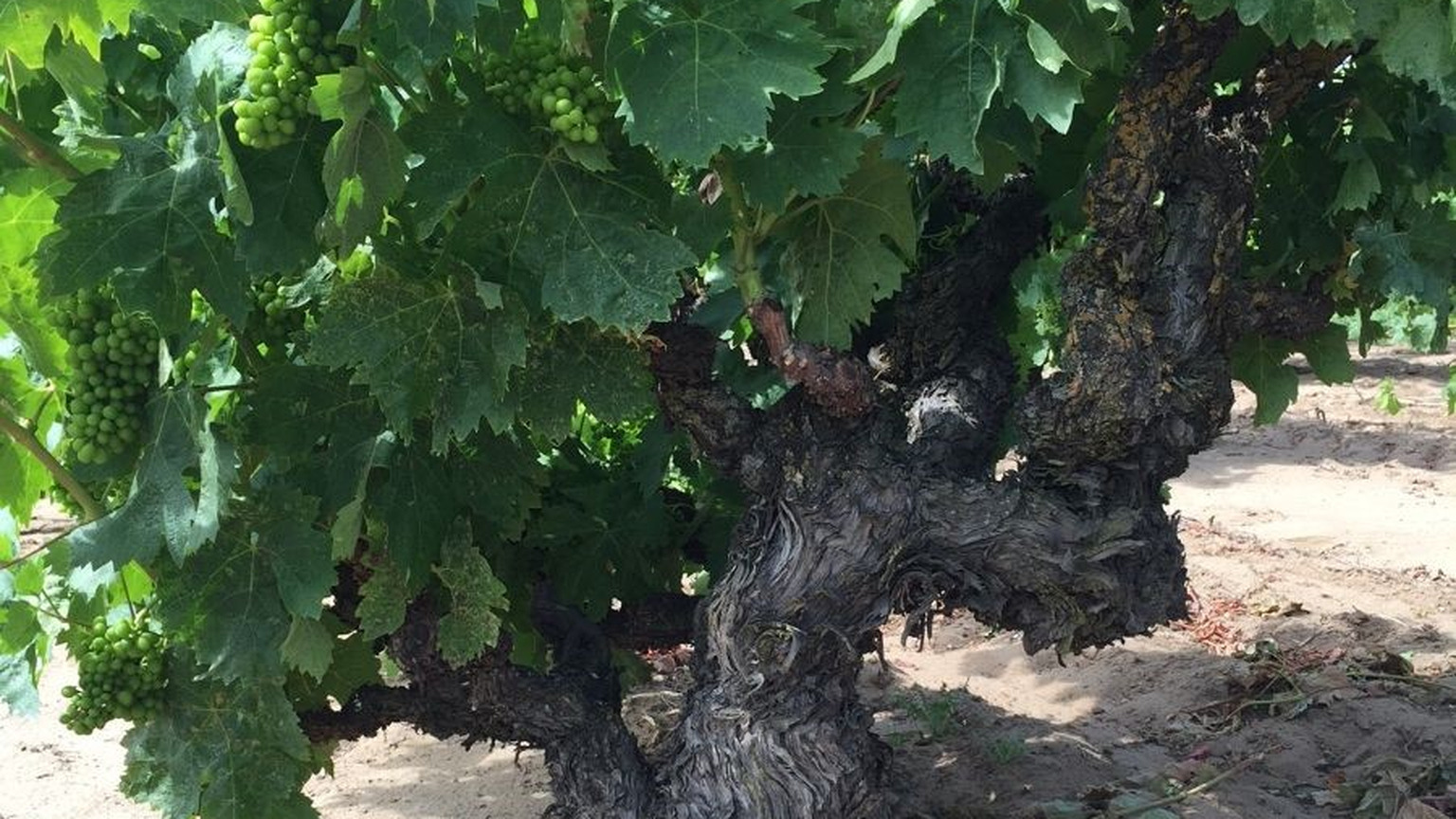 Gnarled old California grapevine with green clusters beneath the canopy