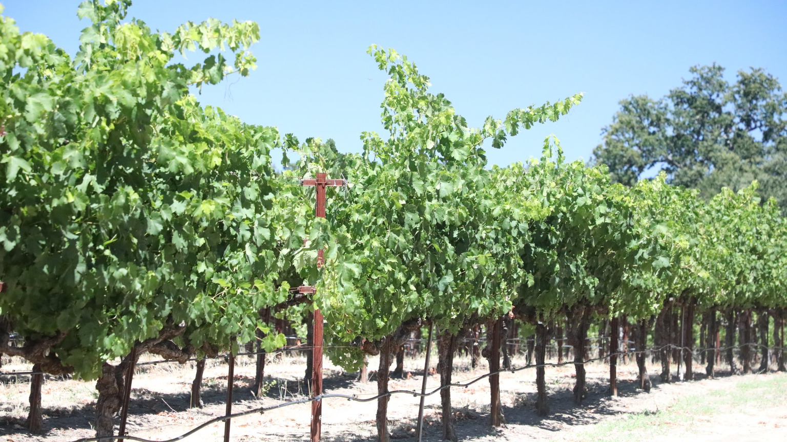Mature California vineyard rows under a clear blue sky