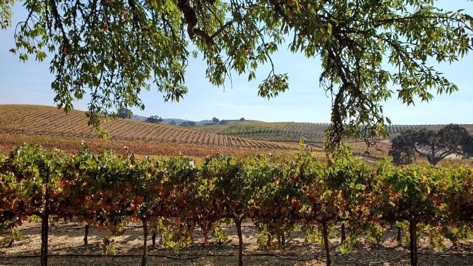 Rows of vines across rolling Central Coast hills
