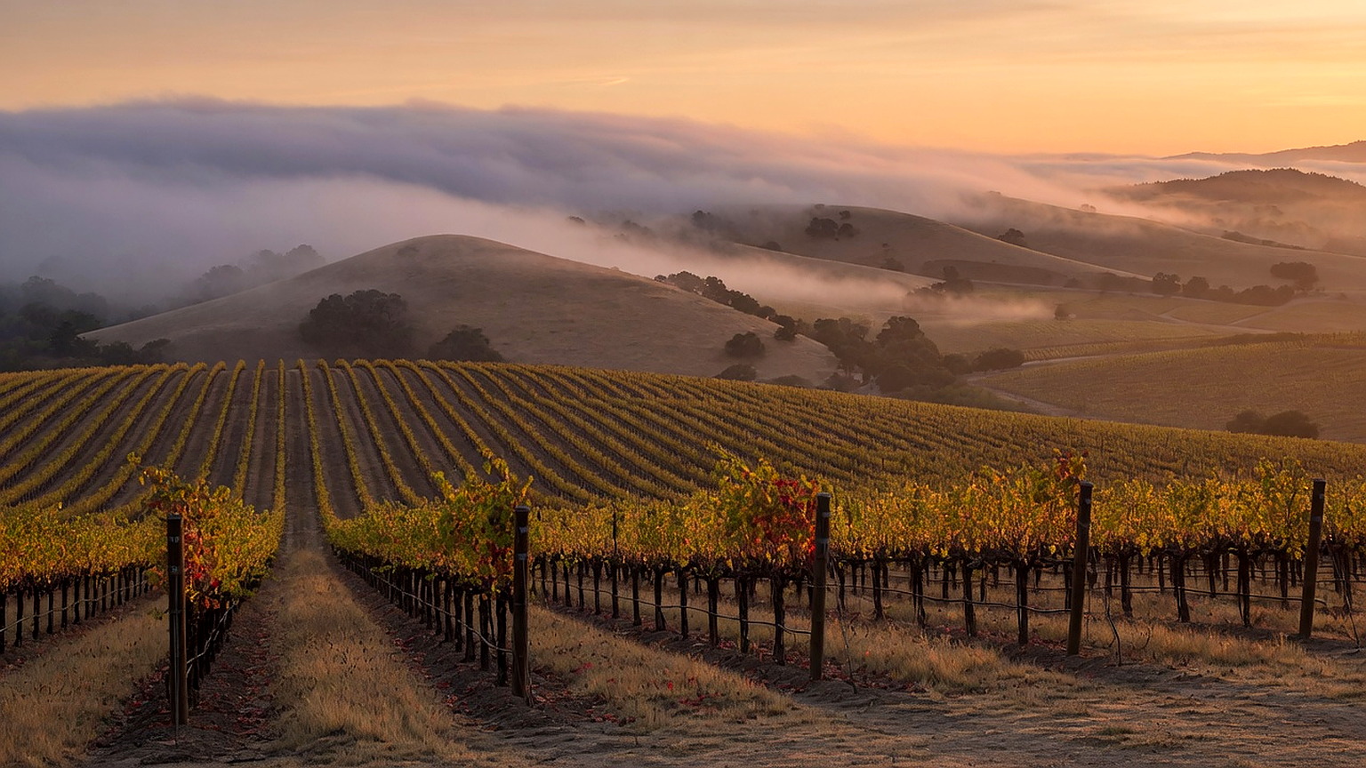 Petaluma Gap vineyard rows, generated scene