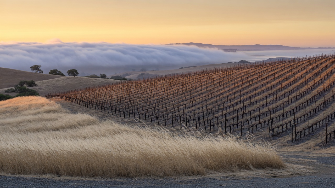 Petaluma Gap vineyard rows in wind and late light