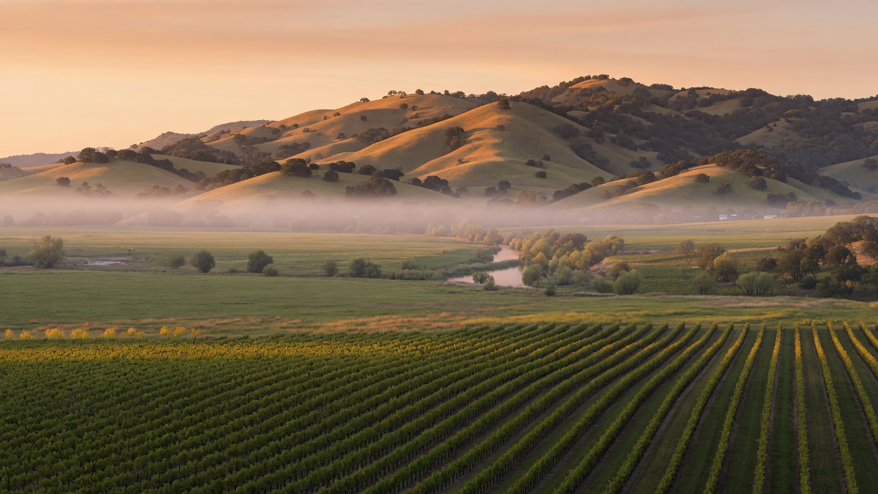 Sonoma Valley vineyard rows in late light