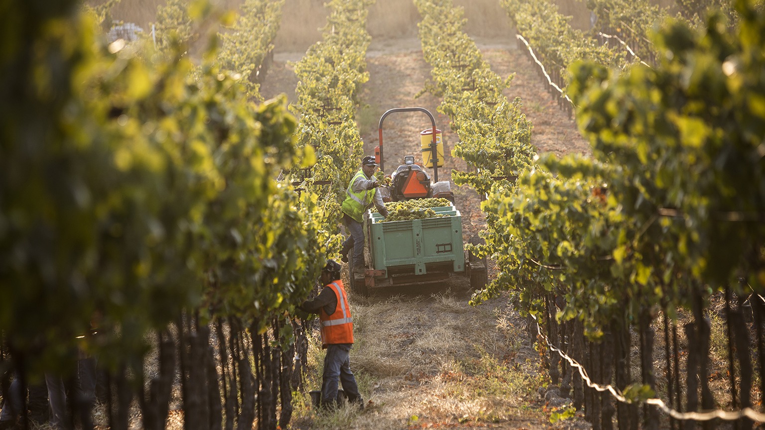 Harvest in the Lewis Vineyard at Frank Family