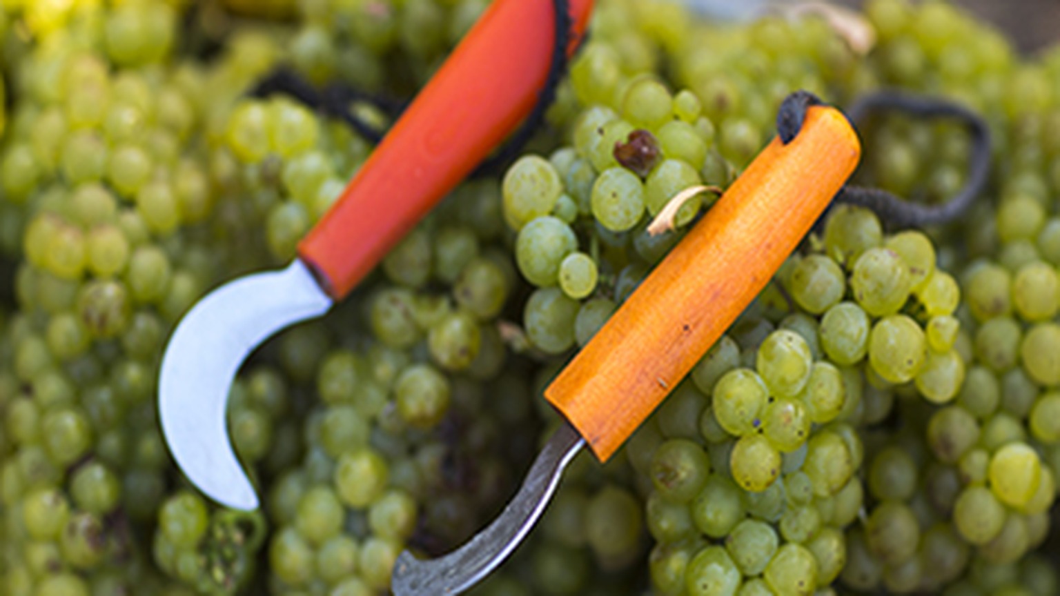 Chardonnay grapes in the Lewis Vineyard