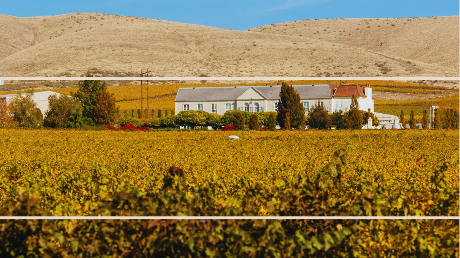 The Hedges Family Estate house across the vines