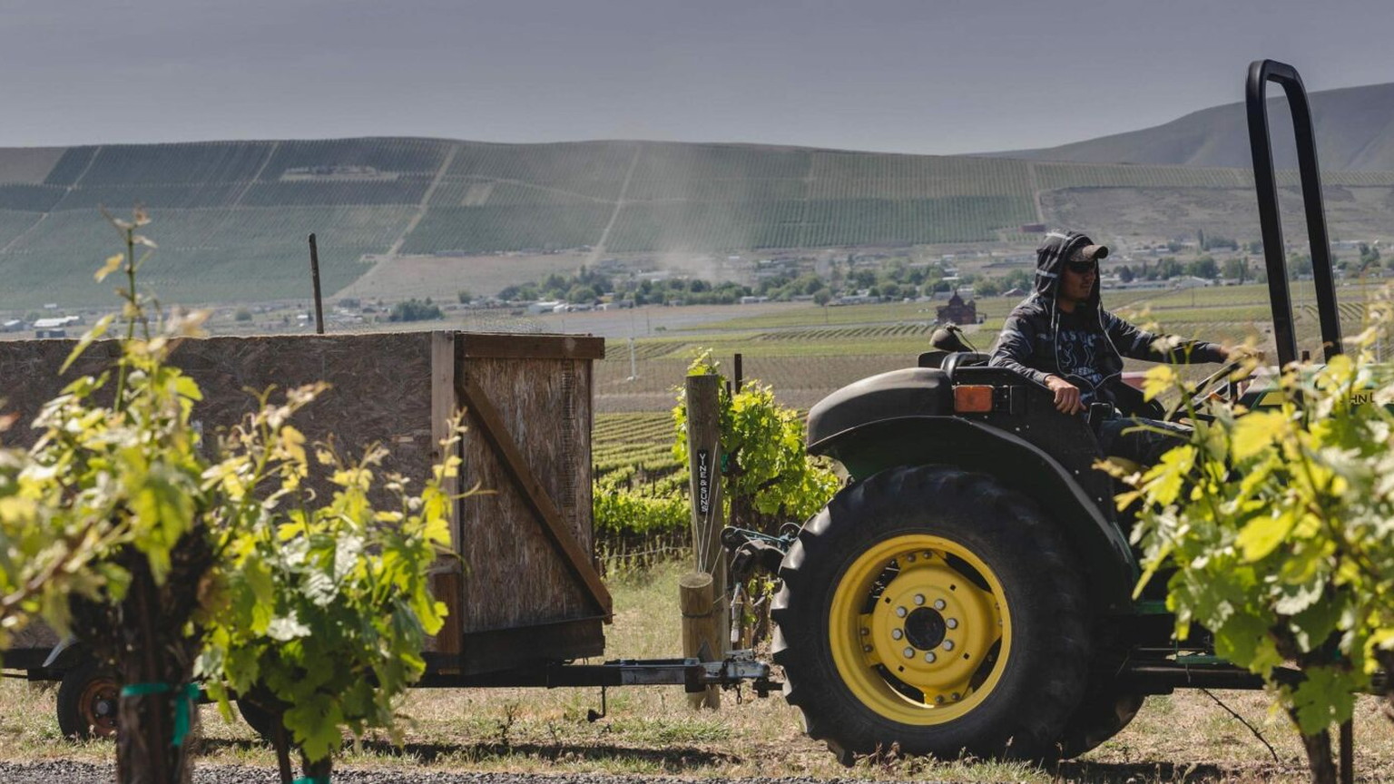 A tractor at work in the Hedges vineyard