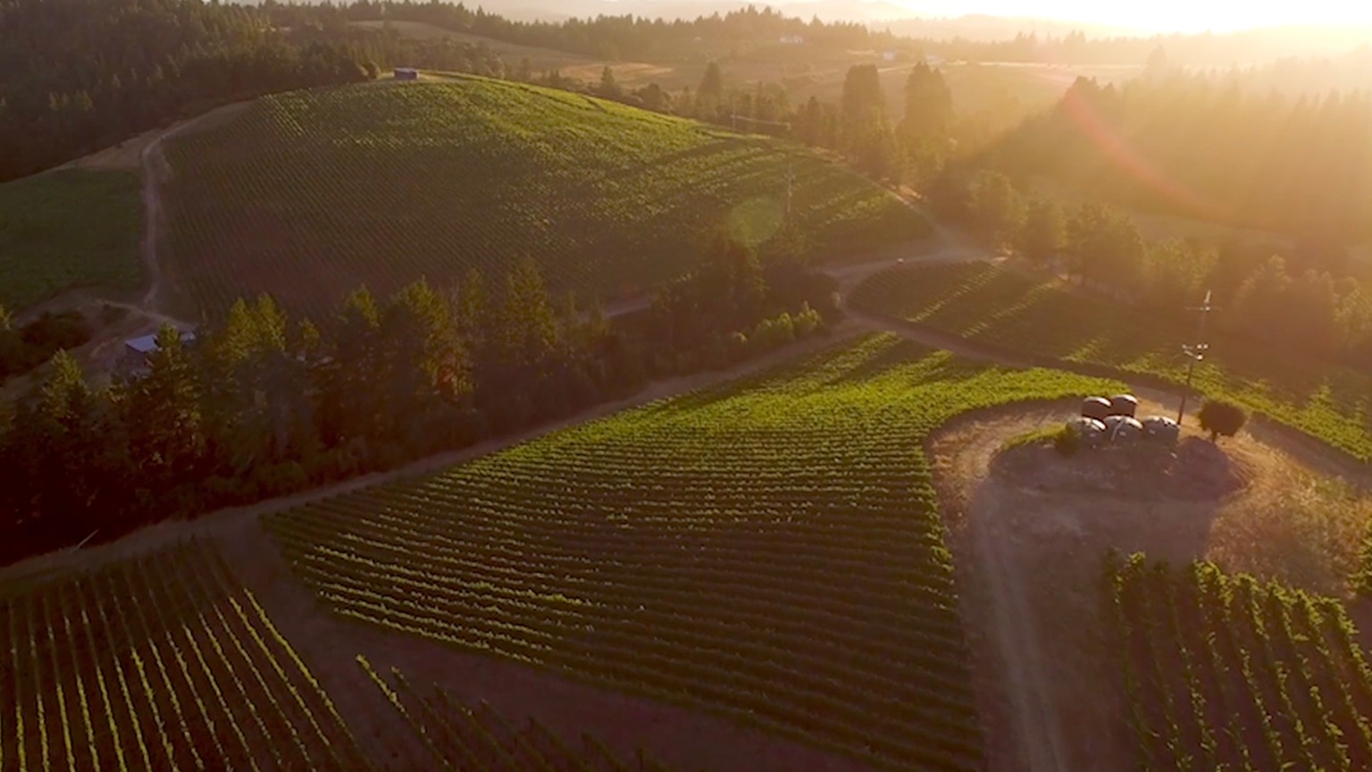 A Russian River Valley landscape from the J Vineyards site