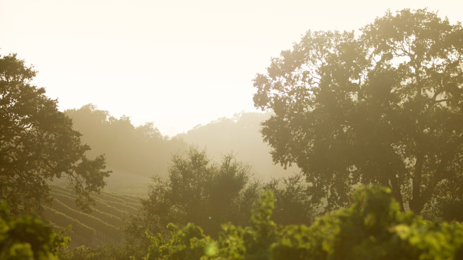 Vines at J Vineyards