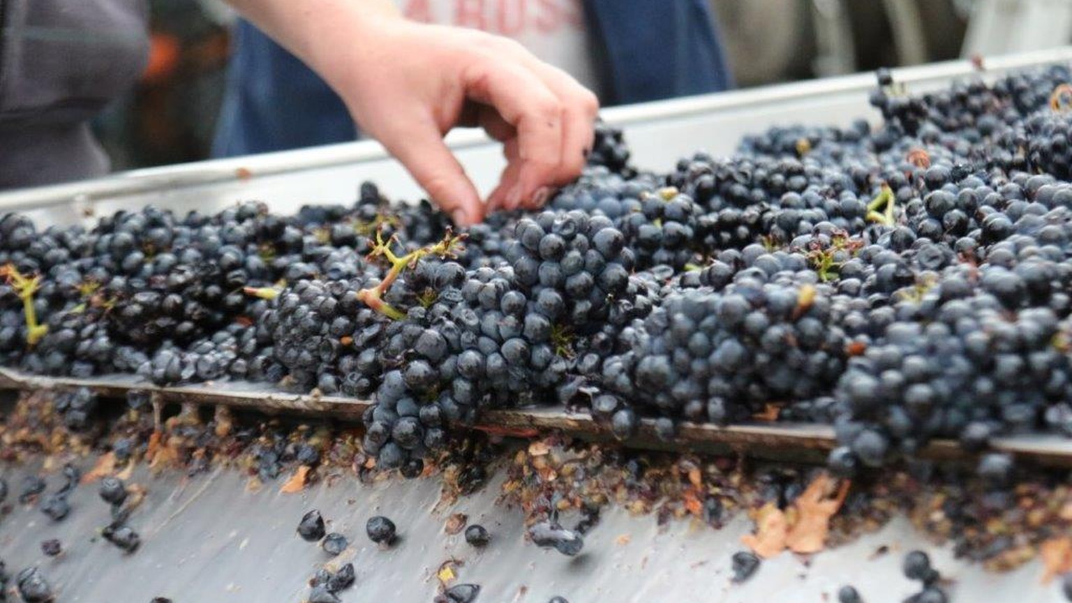 Escarpment crew sorting grapes in Martinborough