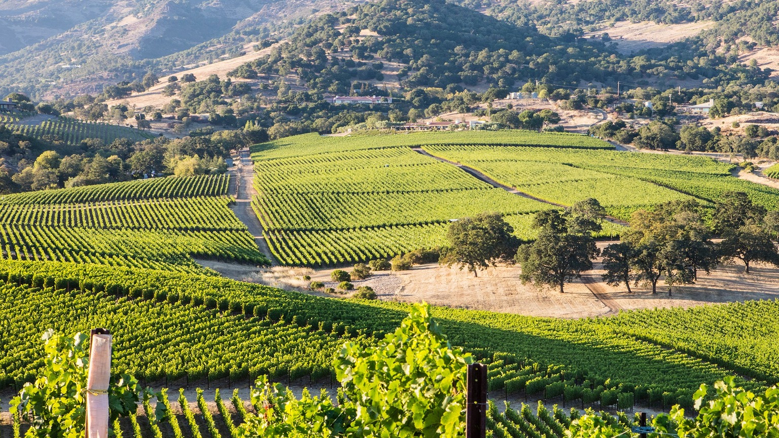 Silver Oak's Soda Canyon vineyard. It is estate ground, not identified as fruit in this 2019 bottle.