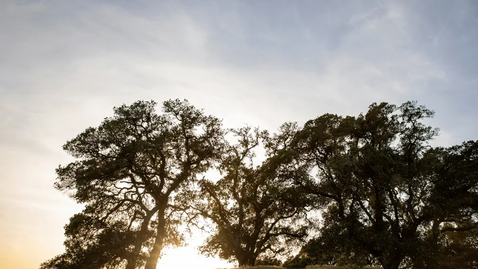 An oak tree at the edge of the vines