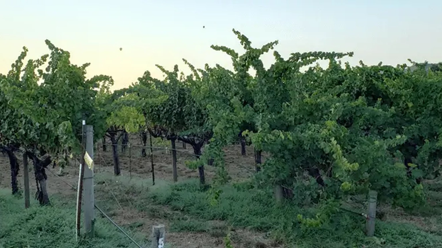 Purlieu vineyard rows. The frame is not labeled Russian River Valley.