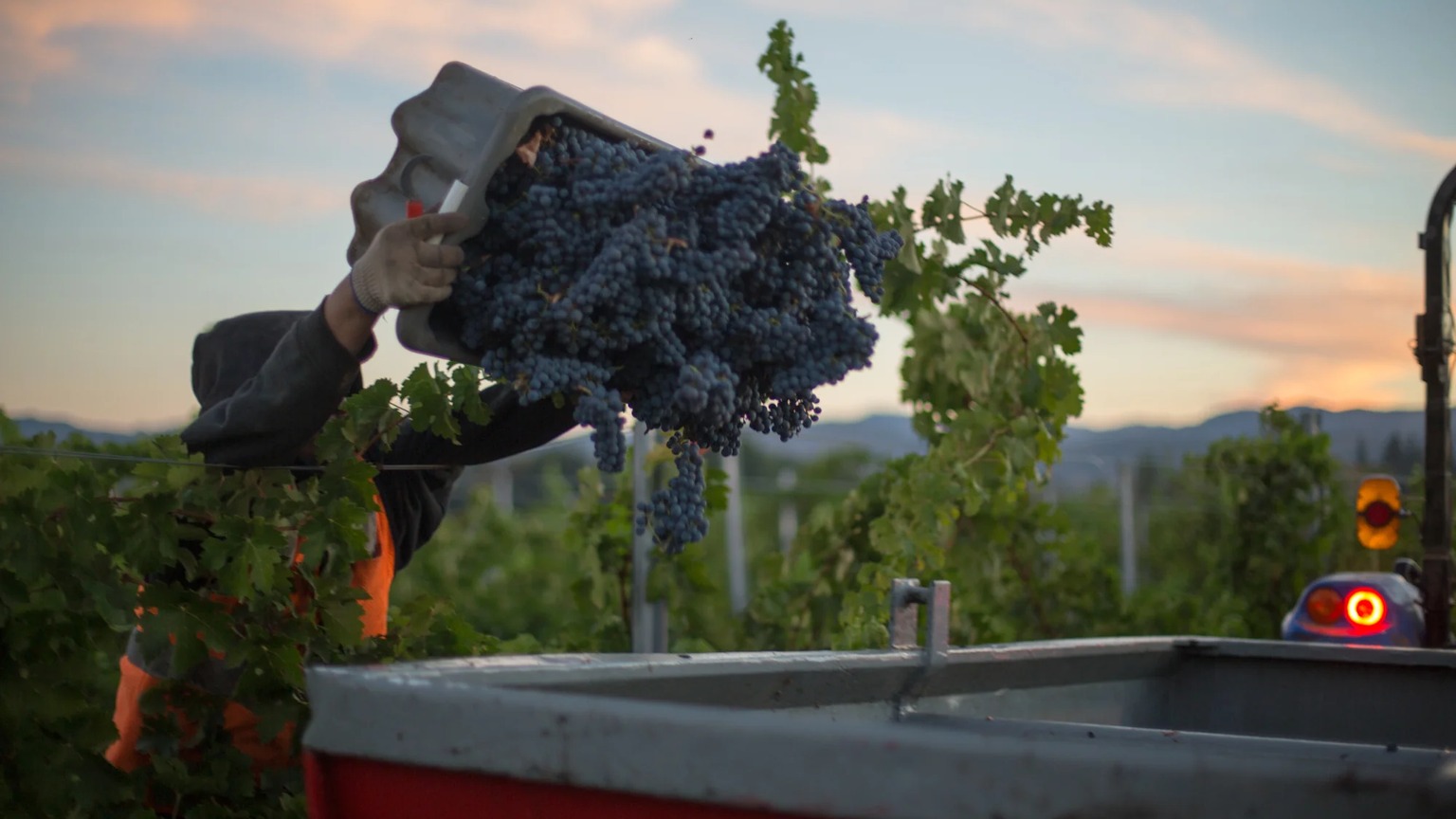 Beaulieu Vineyard harvest crew with grapes