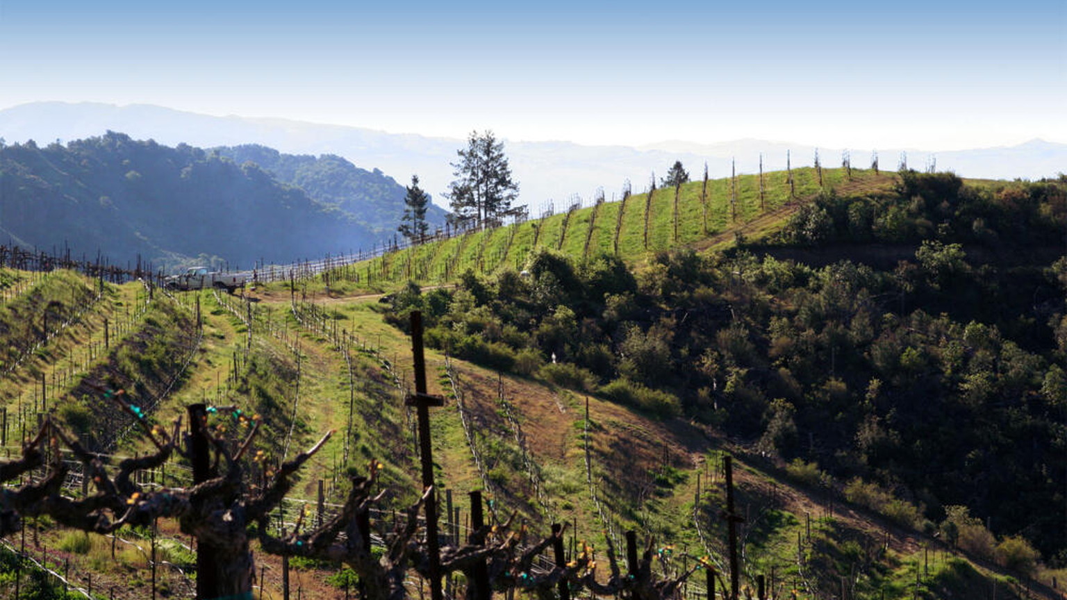Ladera vineyard rows on a hillside