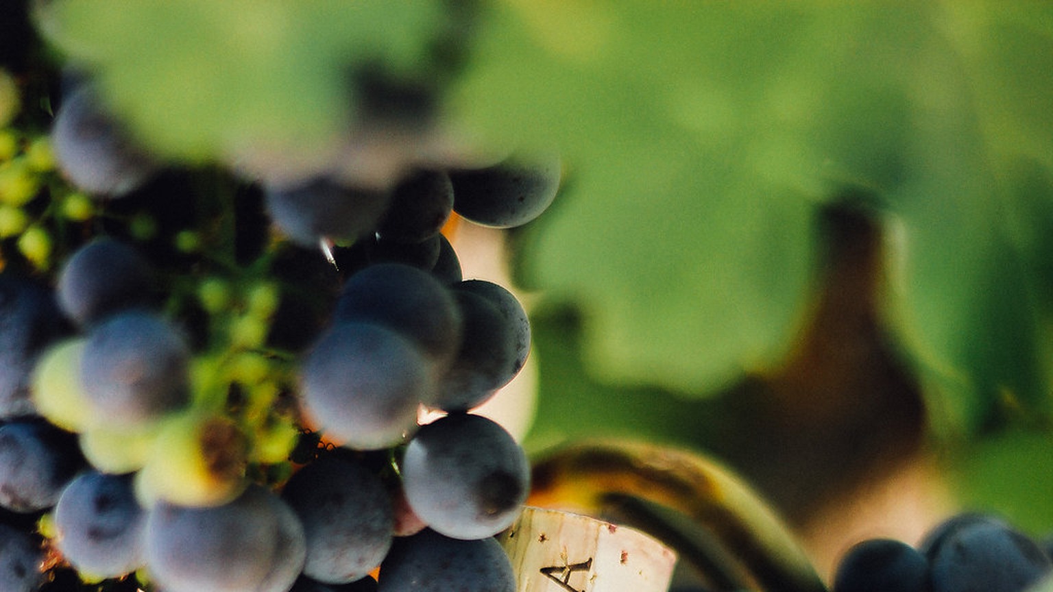 Ladera grapes with a branded cork. The cluster is not identified as Pillow Road Chardonnay.