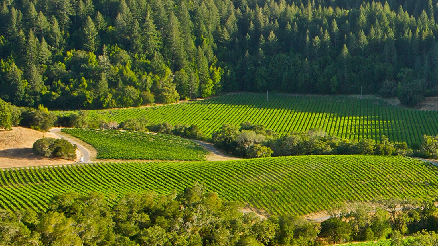 The MacMurray Vineyard at Ravenswood