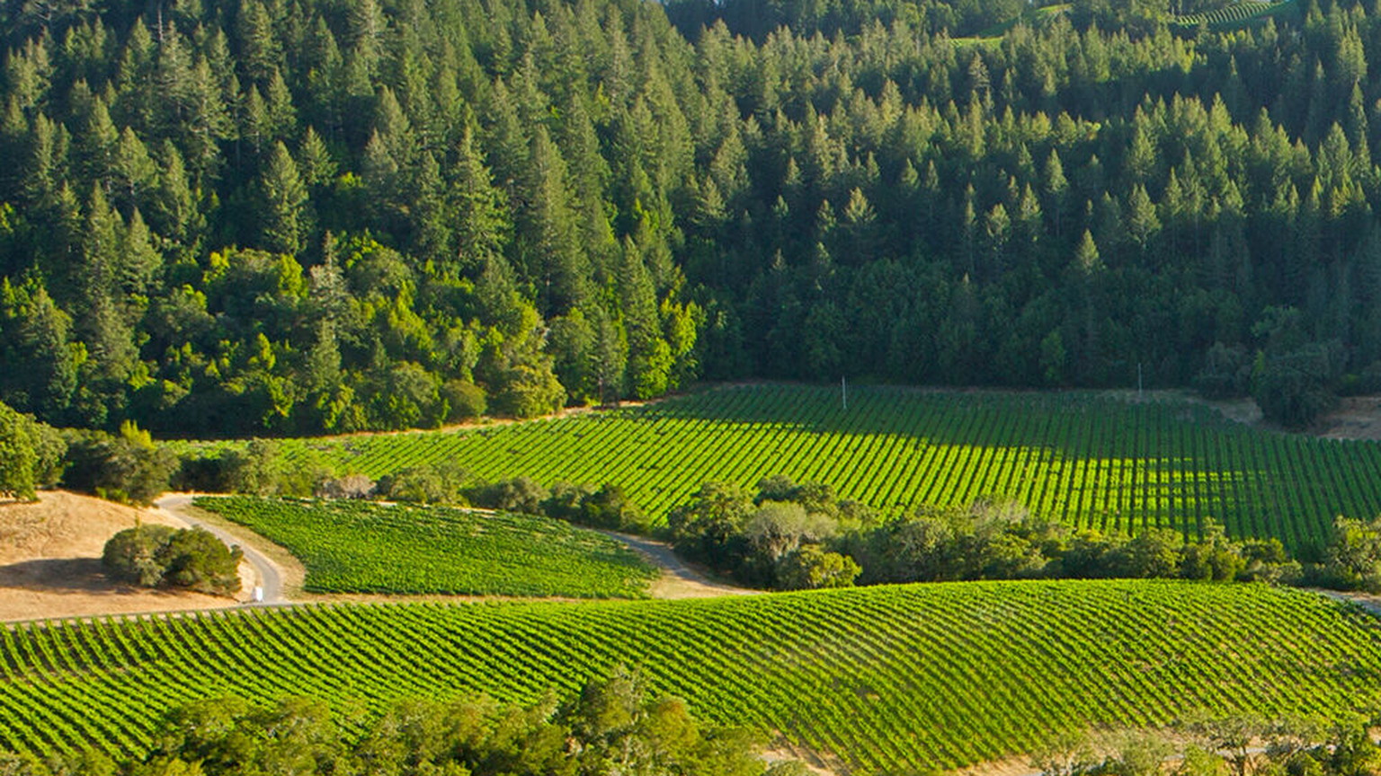 MacMurray Vineyard