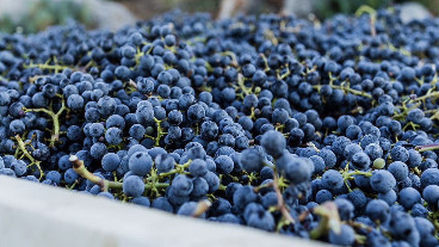 A bin of dark grapes stamped Ovid