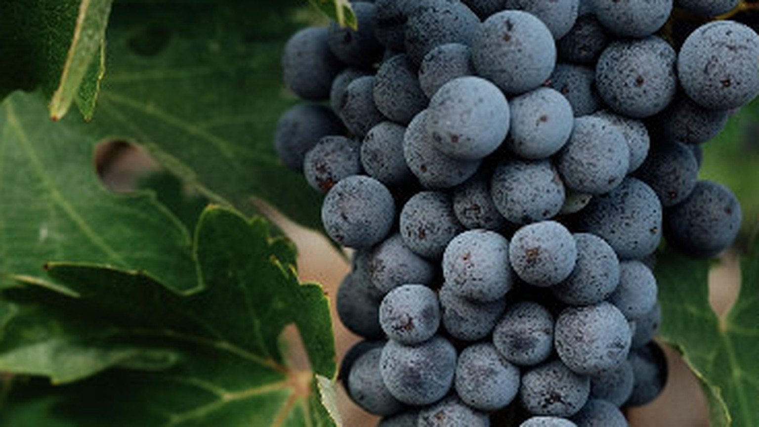 A ripe Cabernet cluster among Ovid leaves