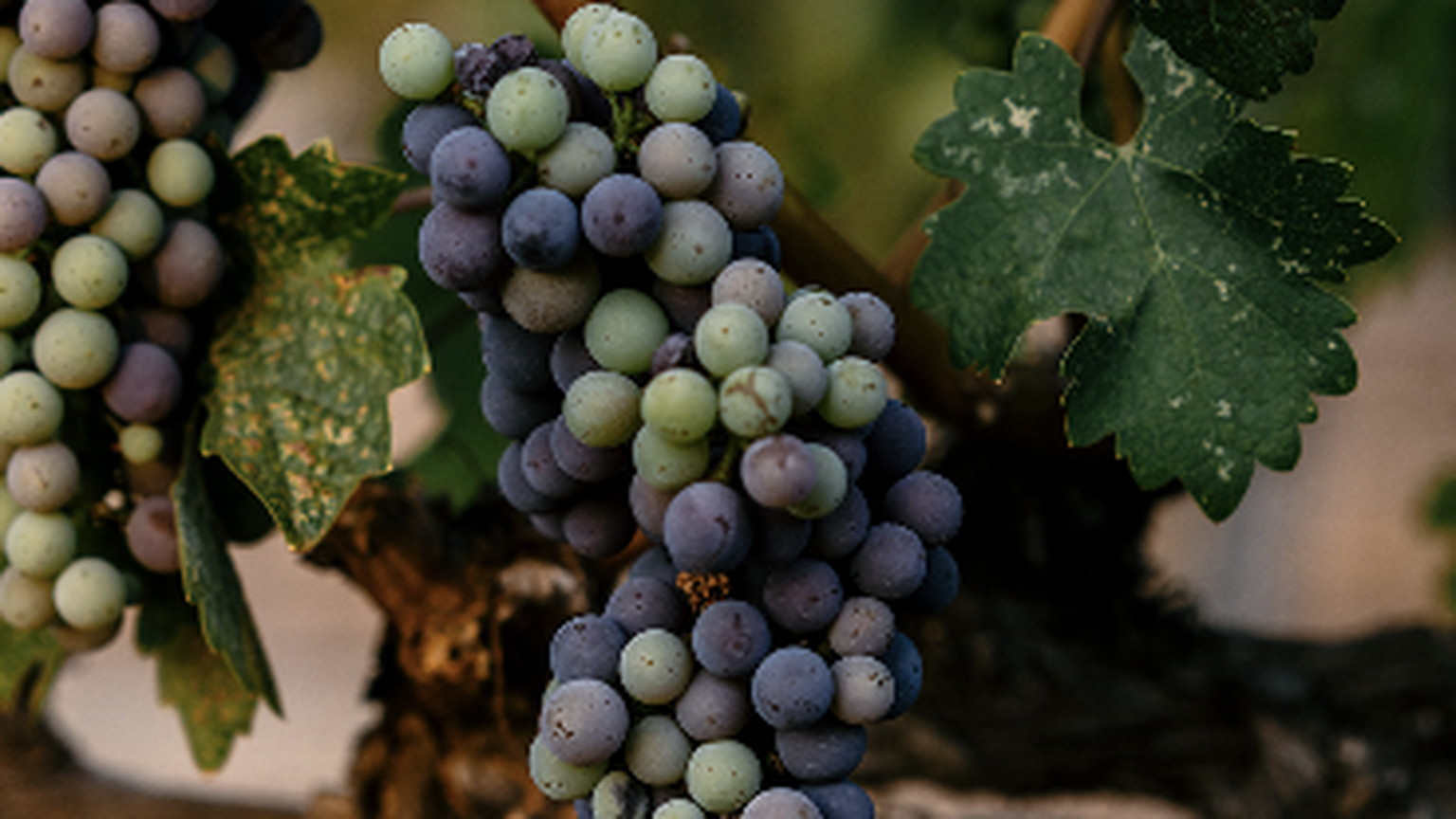 A cluster of ripening grapes hanging in the Ovid vines