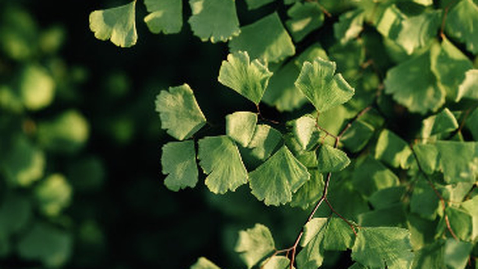 Maidenhair fern in green light at Ovid