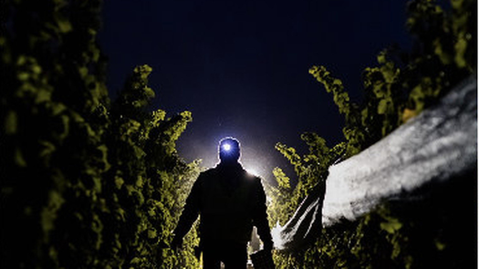 A headlamp in the Ovid vineyard at night
