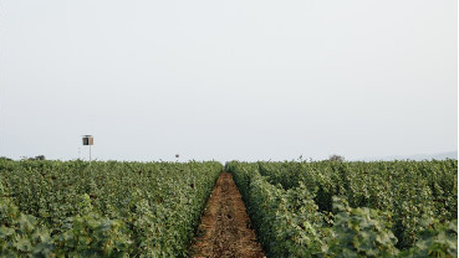 Vineyard rows running toward the horizon at Ovid