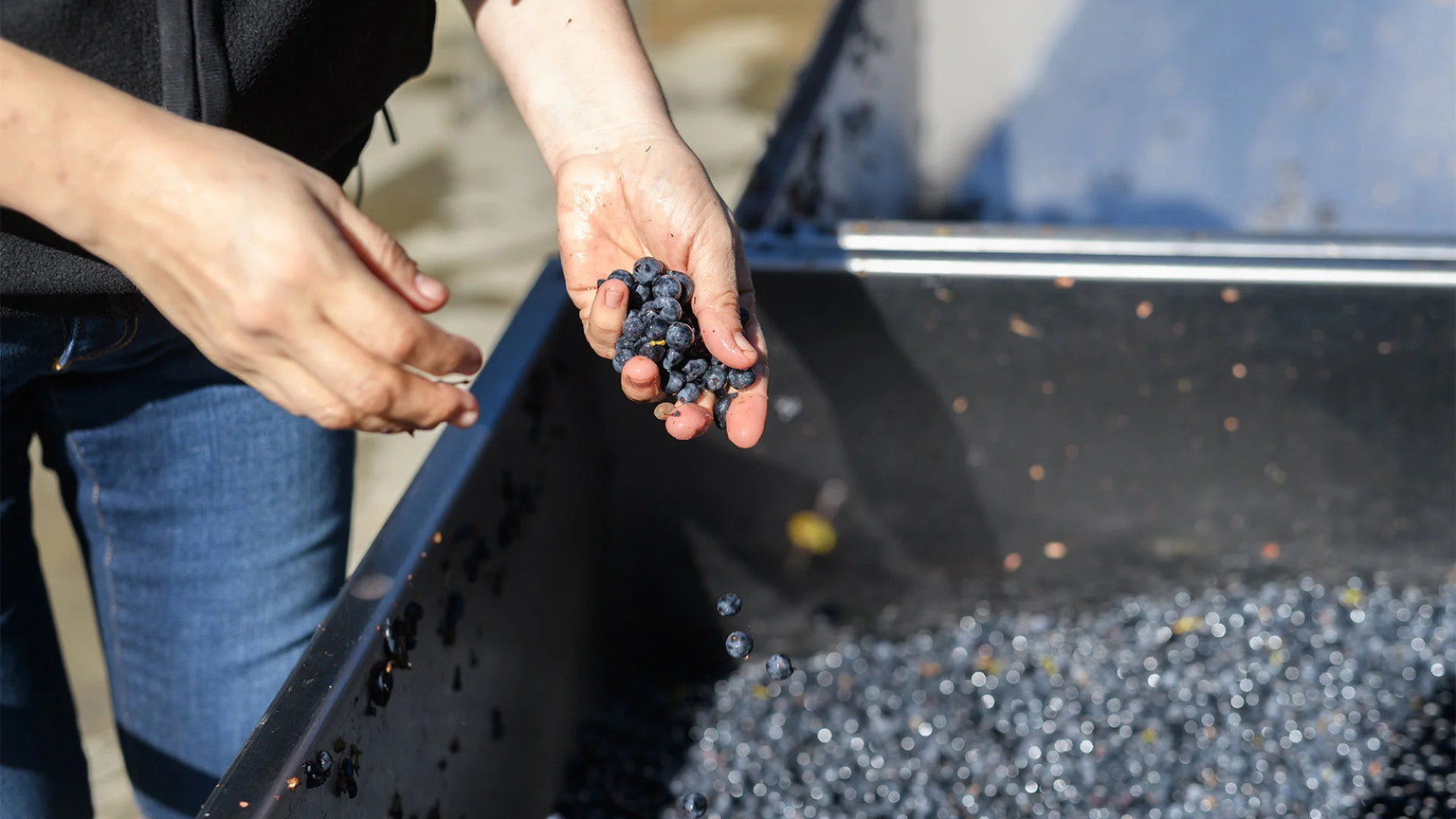 A hand holding freshly sorted dark grapes above the Ovid sorting table