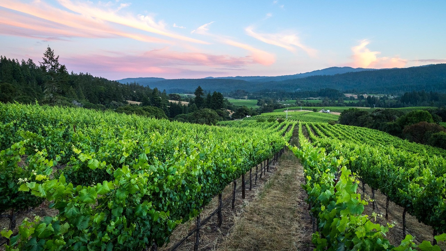 Bearman Bend vineyard in Philo, Anderson Valley