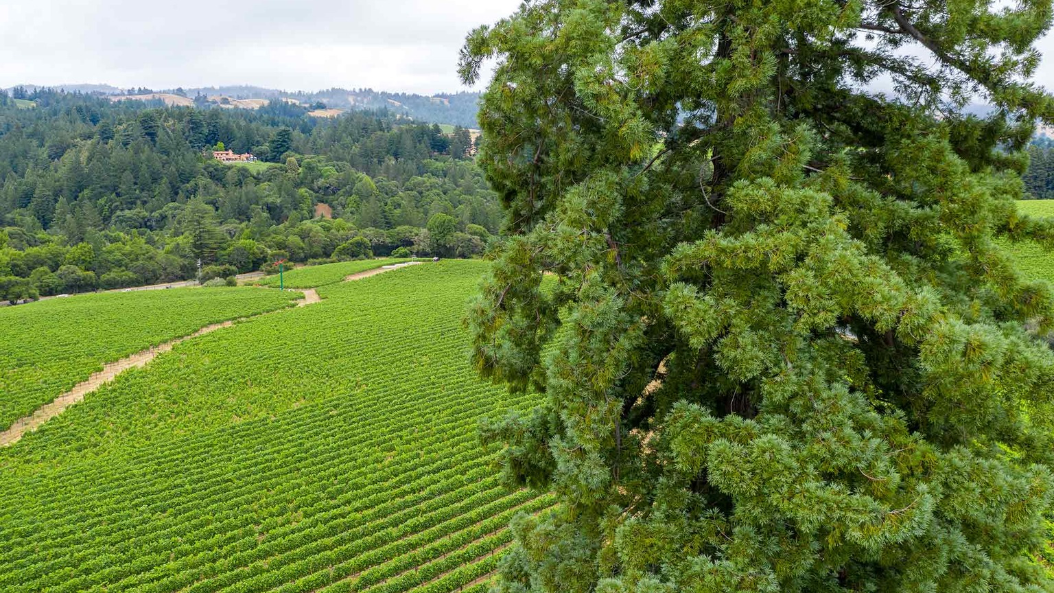 The Monument Tree vineyard in Anderson Valley