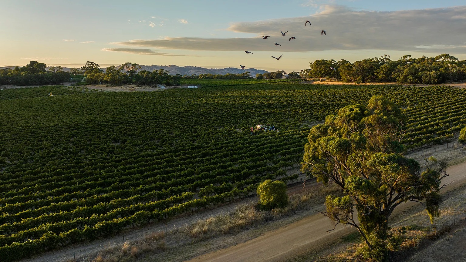 A Torbreck vineyard at harvest. The frame is not labeled as the Descendant block.