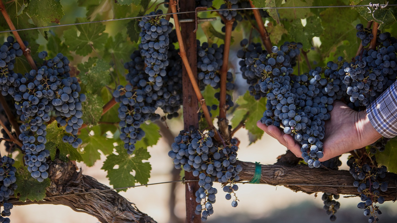 Frank Family Benjamin Vineyard in Rutherford