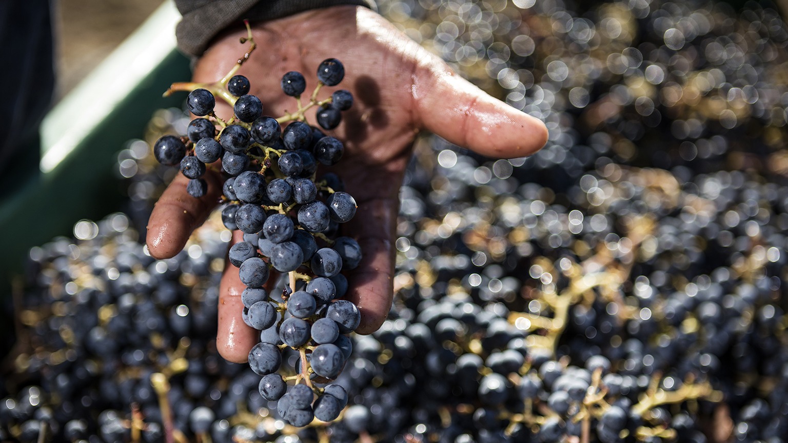 Frank Family S and J Vineyard in Capell Valley