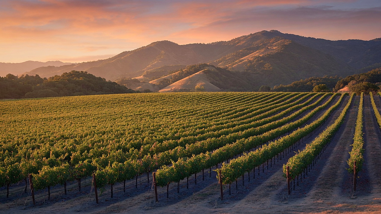 Napa Valley vineyard rows toward the Mayacamas at golden hour, generated scene