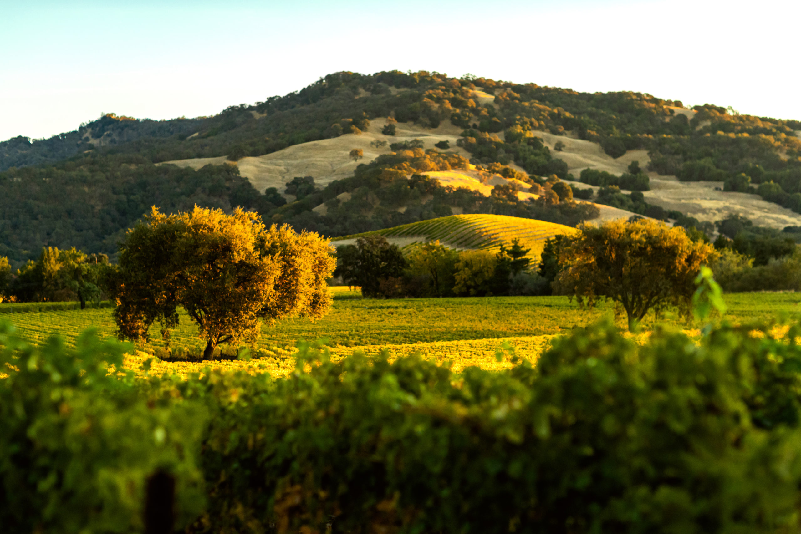 California vineyard photographed by Wagner Family of Wine