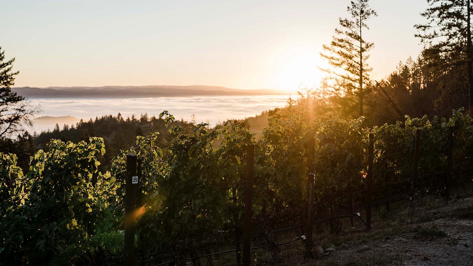 Darioush Sage Vineyard on Mount Veeder at sunrise above Napa Valley fog