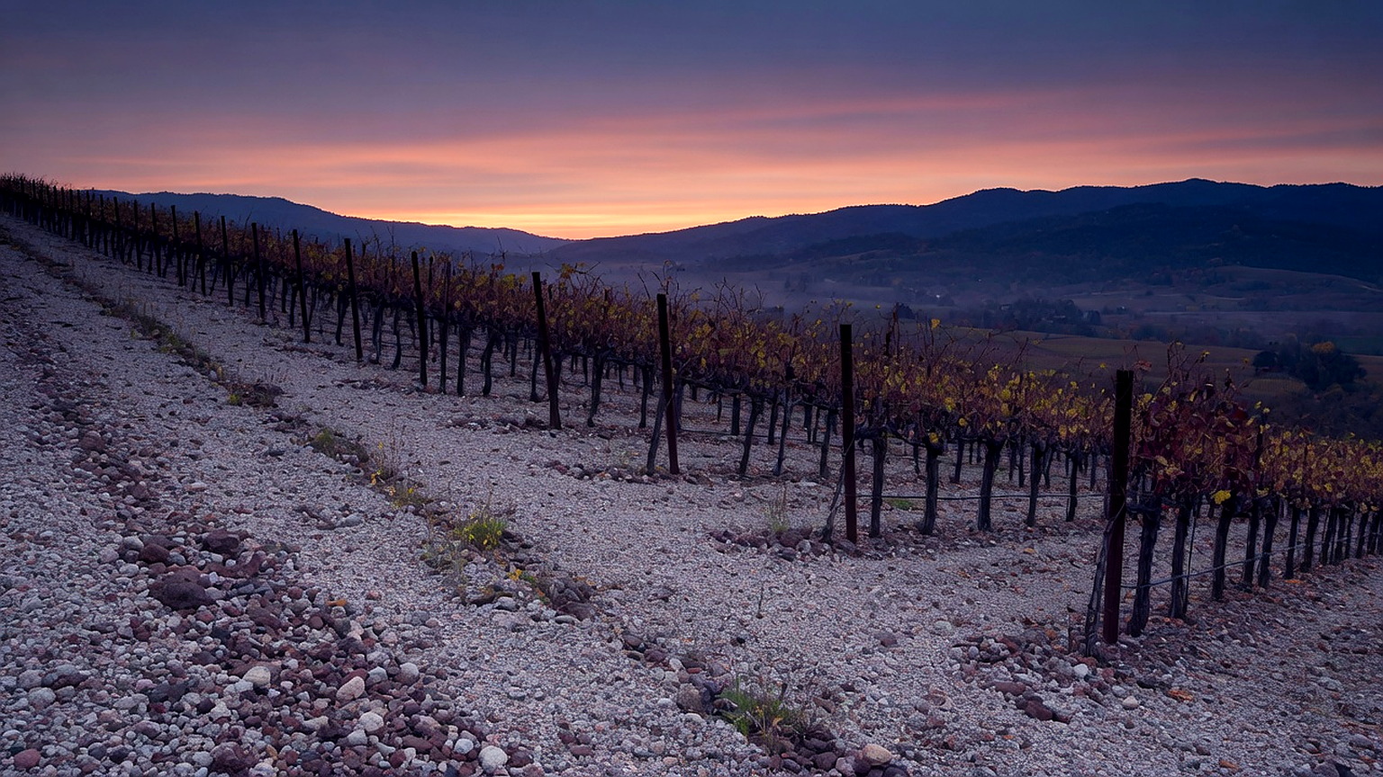 Oakville vineyard rows, generated scene