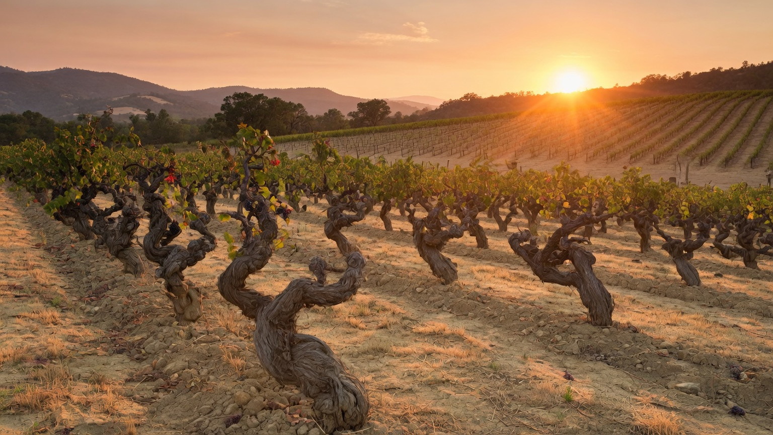 Old gnarled Napa Cabernet vines at sunset, generated scene