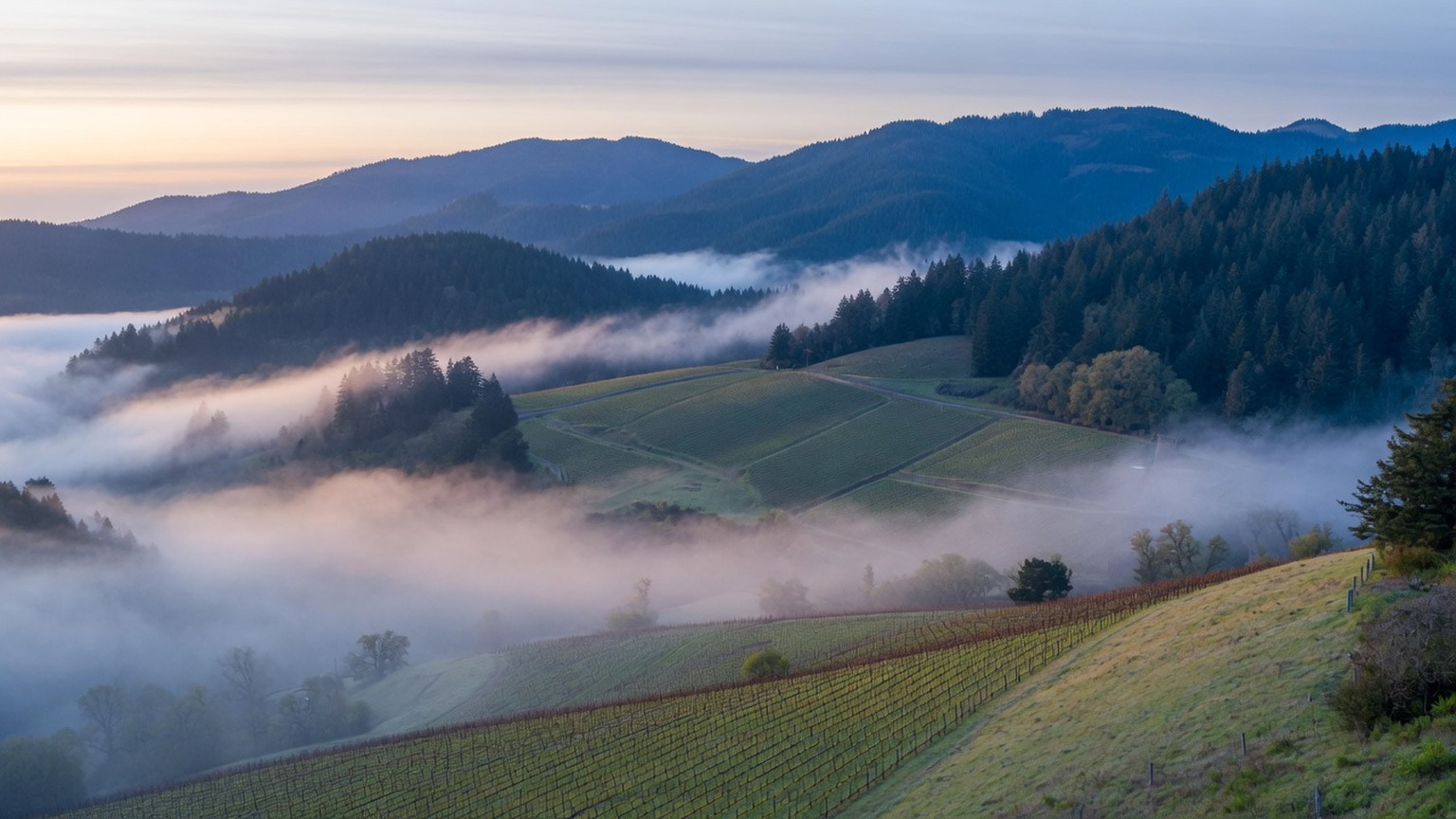 Oregon Coast Range foothills, evergreen ridges, and vineyard patches in fog, generated scene
