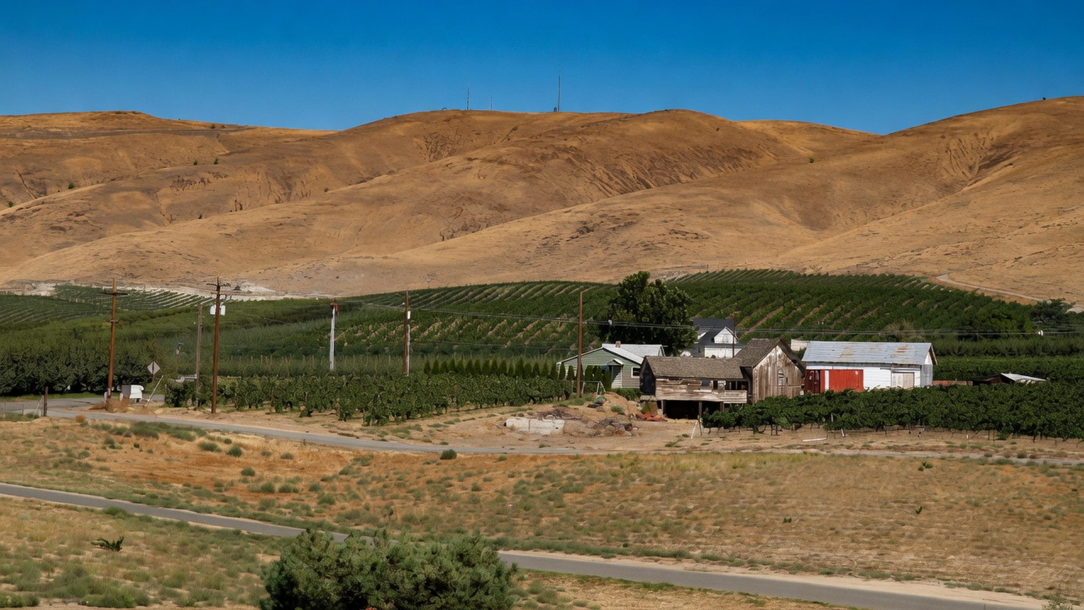 Vineyard rows and dry hills in Washington wine country