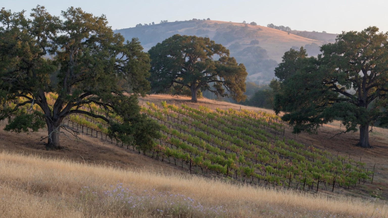 Generated foothill study, vineyard rows among oak trees
