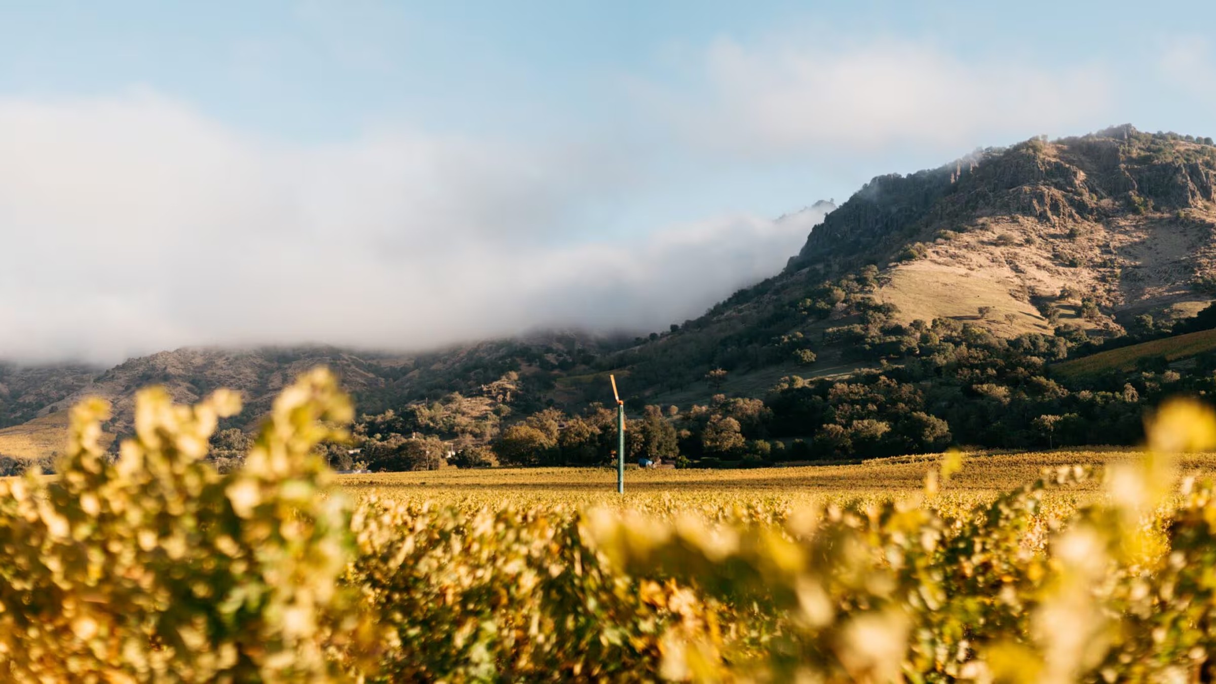 Joseph Phelps Las Rocas Vineyard in Stags Leap District