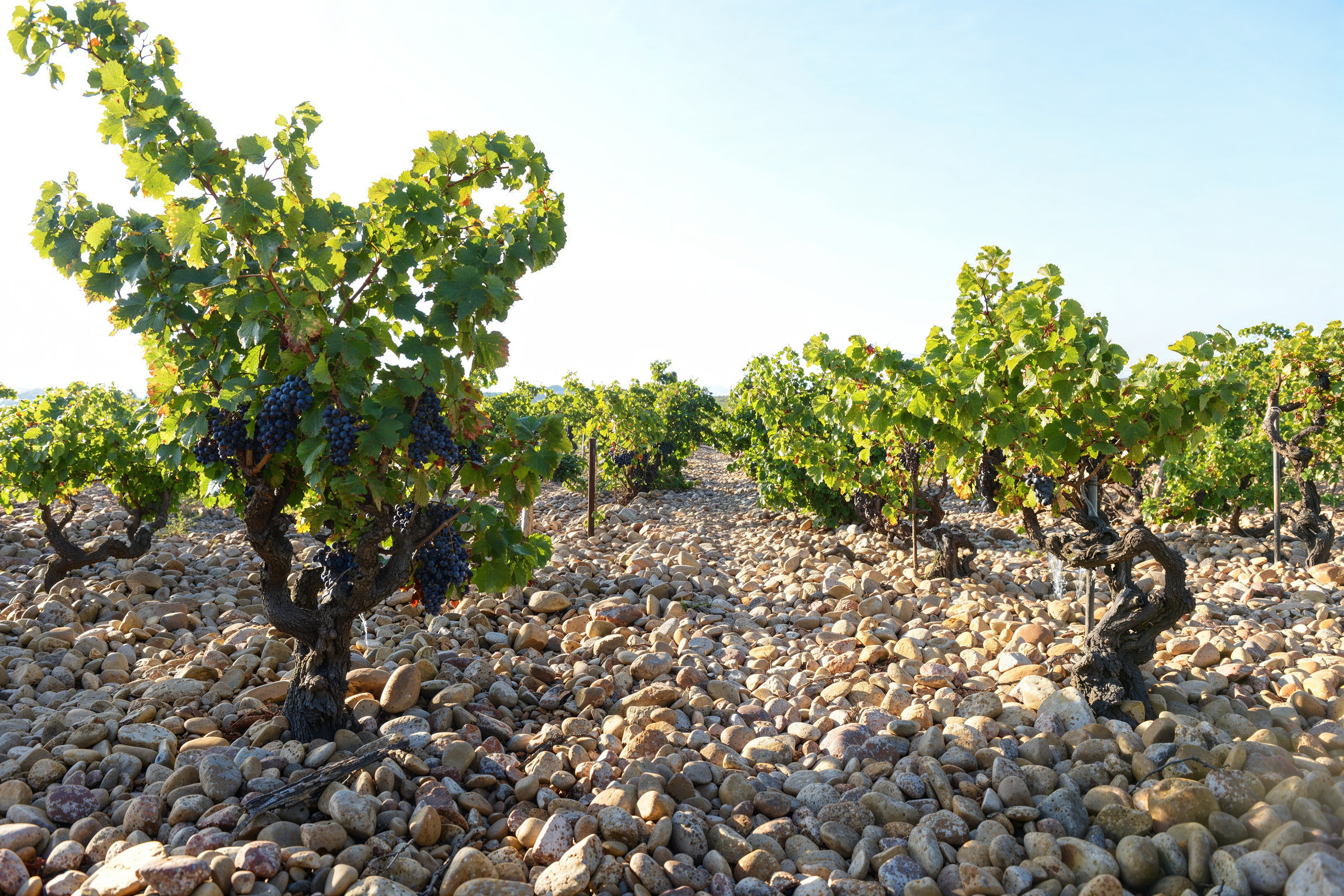 Old Grenache vines in the stone-covered soils of Domaine de la Janasse